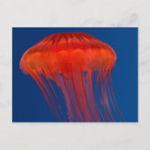 Quallen Postkarte (Vorderseite)