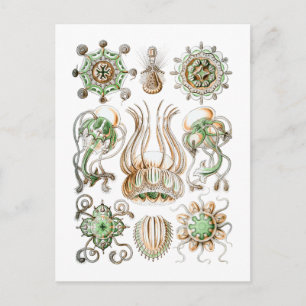 Quallen Postkarte