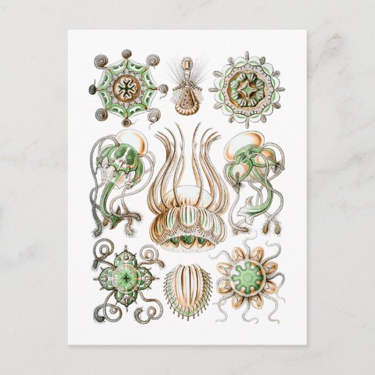 Quallen Postkarte (Vorderseite)