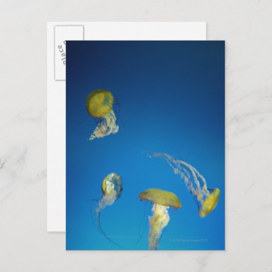 Quallen Postkarte (Vorne/Hinten)