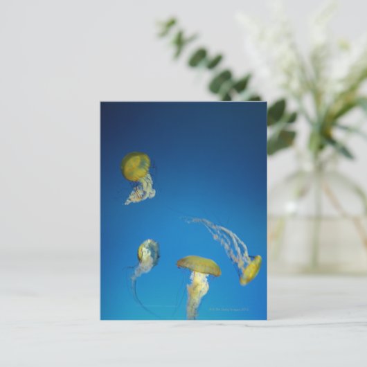 Quallen Postkarte (Stehend Vorderseite)