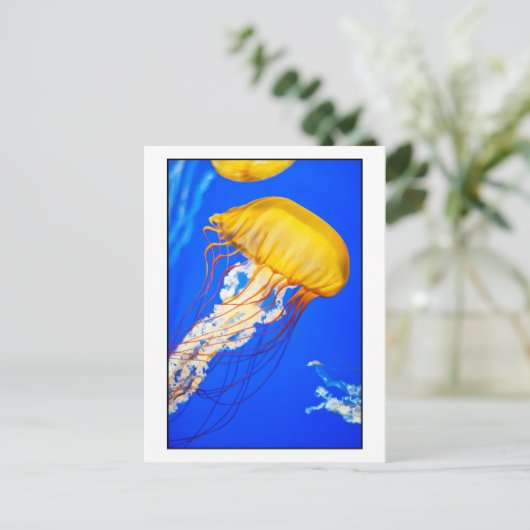 Quallen Postkarte (Stehend Vorderseite)