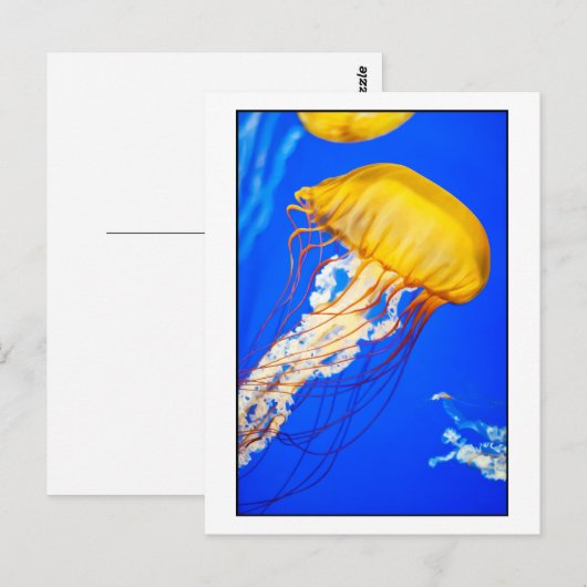 Quallen Postkarte (Vorne/Hinten)