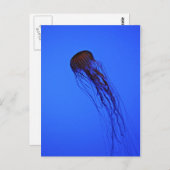 Quallen Postkarte (Vorne/Hinten)
