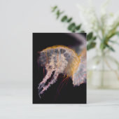 Quallen Postkarte (Stehend Vorderseite)