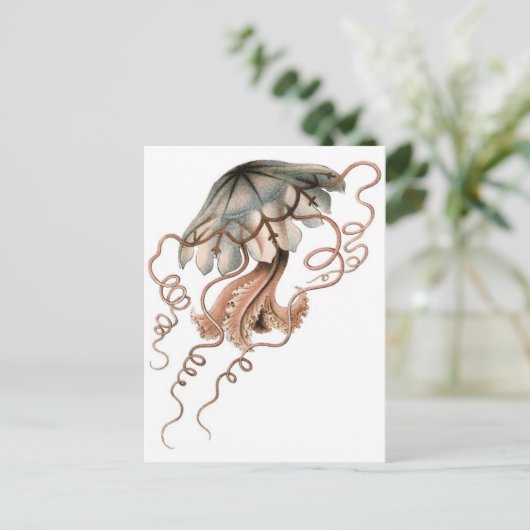 Quallen Postkarte (Stehend Vorderseite)