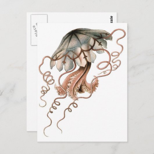 Quallen Postkarte (Vorne/Hinten)