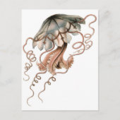 Quallen Postkarte (Vorderseite)