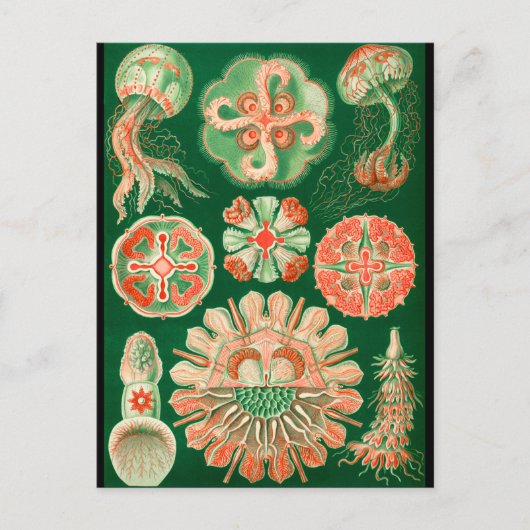 Quallen Postkarte (Vorderseite)