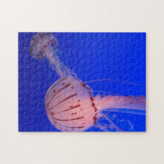 Quallen Puzzle (Horizontal)