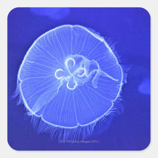Quallen Quadratischer Aufkleber (Vorderseite)