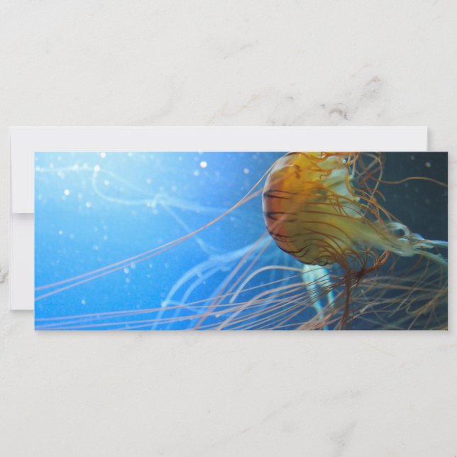 Quallen schließen (Vorderseite)