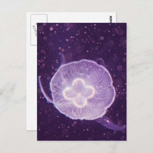 Quallen schwimmen postkarte (Vorne/Hinten)