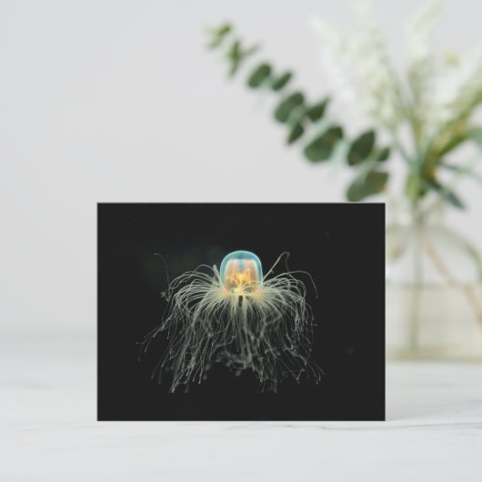 Quallen (Turritopsis nacula) Postkarte (Stehend Vorderseite)