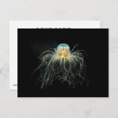 Quallen (Turritopsis nacula) Postkarte (Vorne/Hinten)