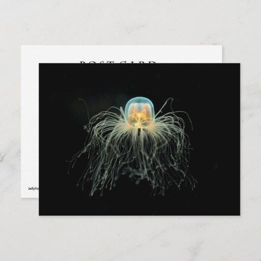Quallen (Turritopsis nacula) Postkarte (Vorne/Hinten)