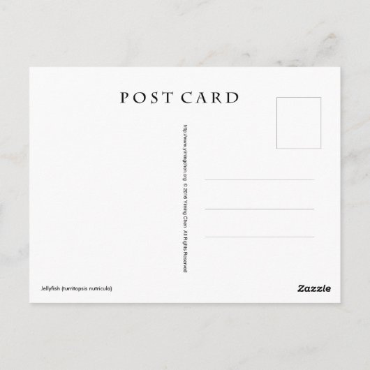 Quallen (Turritopsis nacula) Postkarte (Rückseite)