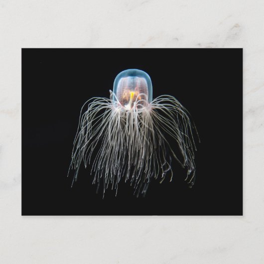 Quallen (Turritopsis nacula) Postkarte (Vorderseite)