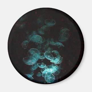 Quallen unter Schwarz Magnet