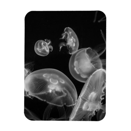 Quallen Unterwasser Magnet (Vertikal)