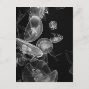 Quallen-Unterwasser Postkarte