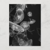 Quallen Unterwasser Postkarte (Vorderseite)