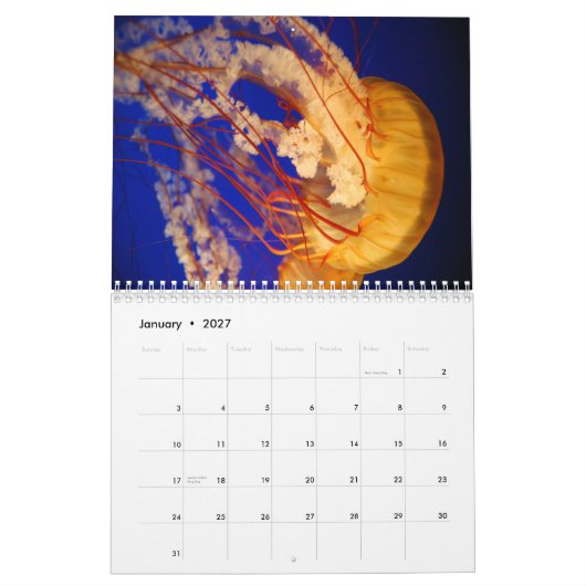 Quallen-Wandkalender Kalender (Jan 2027)