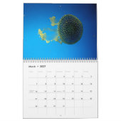 Quallen-Wandkalender Kalender (Mär 2027)