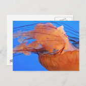 Quallenfisch Postkarte (Vorne/Hinten)