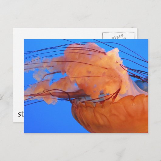Quallenfisch Postkarte (Vorne/Hinten)