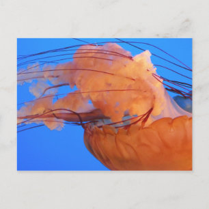 Quallenfisch Postkarte