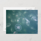 Quallenfisch Postkarte (Vorne/Hinten)