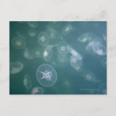 Quallenfisch Postkarte (Vorderseite)