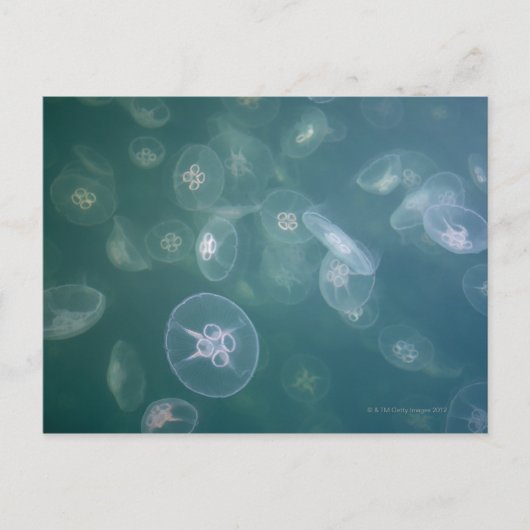 Quallenfisch Postkarte (Vorderseite)