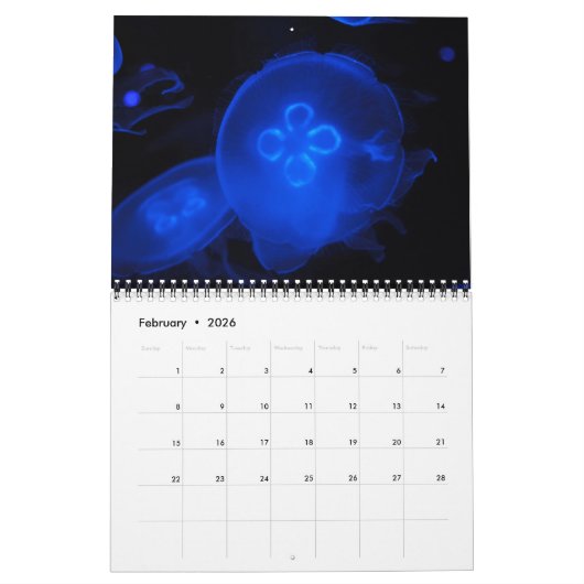 Quallenkalender 2017 kalender (Feb 2026)