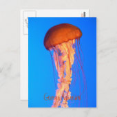 Quallyfish Postkarte (Vorne/Hinten)