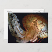 Quallyfish Postkarte (Vorne/Hinten)