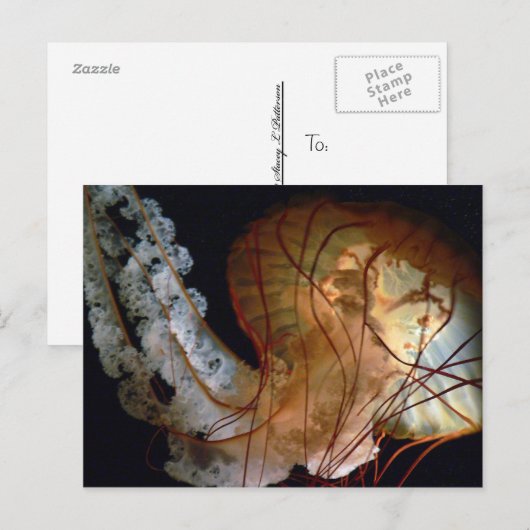 Quallyfish Postkarte (Vorne/Hinten)