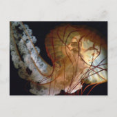 Quallyfish Postkarte (Vorderseite)