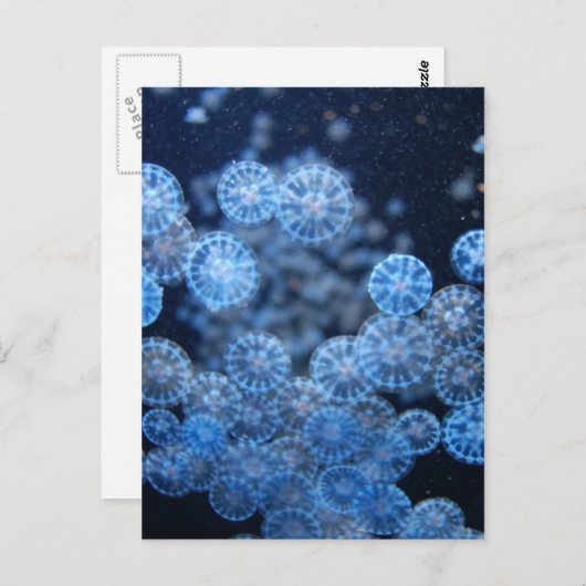 Quallyfish Postkarte (Vorne/Hinten)