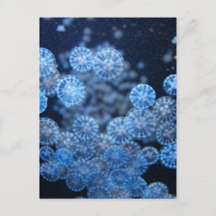 Quallyfish Postkarte