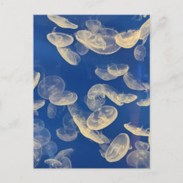 Quallyfish Postkarte