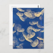 Quallyfish Postkarte (Vorne/Hinten)