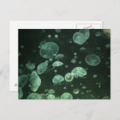 Quallyfish Postkarte (Vorne/Hinten)