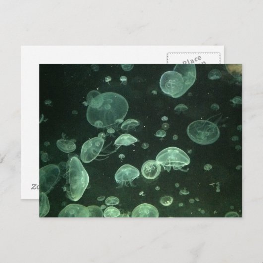 Quallyfish Postkarte (Vorne/Hinten)