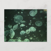 Quallyfish Postkarte (Vorderseite)