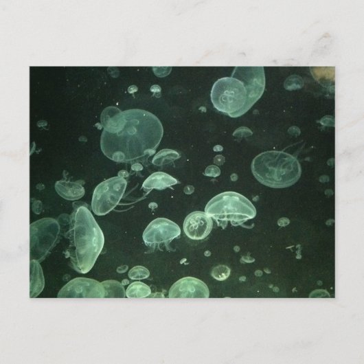 Quallyfish Postkarte (Vorderseite)