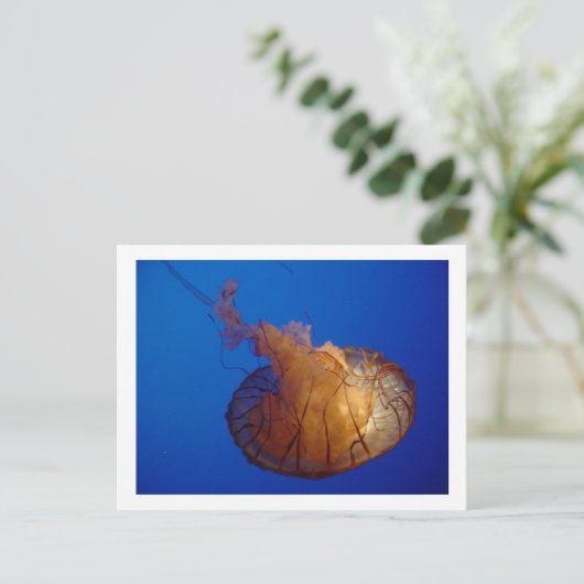 Quallyfish Postkarte (Stehend Vorderseite)