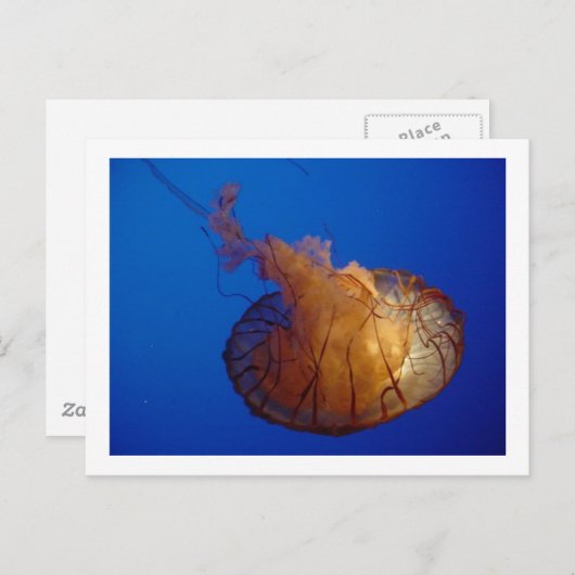 Quallyfish Postkarte (Vorne/Hinten)