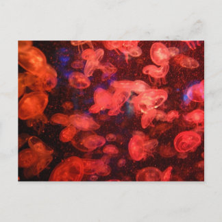 Quallyfish Postkarte